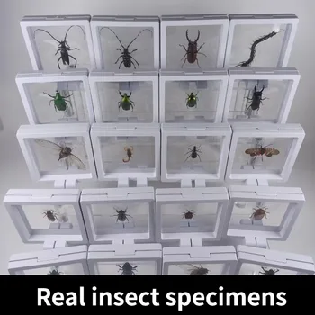 Прозрачная коробка, обучающая наблюдению за настоящими образцами насекомых, научно-популярные образцы животных, Скульптура, Домашний декор